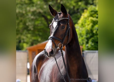 Hannoveraner, Stute, 4 Jahre, 169 cm, Fuchs