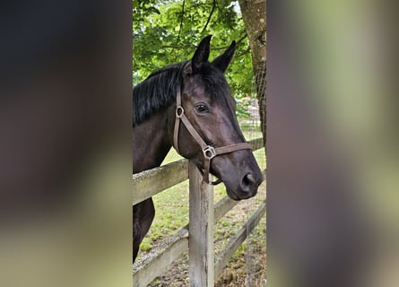 Hannoveraner, Stute, 4 Jahre, 169 cm, Rappe