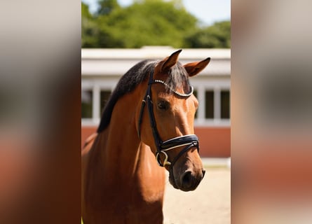 Hannoveraner, Stute, 4 Jahre, 170 cm, Brauner