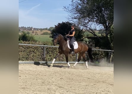 Hannoveraner, Stute, 4 Jahre, 170 cm, Brauner