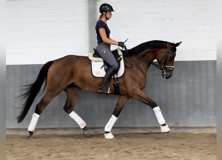 Hannoveraner, Stute, 4 Jahre, 170 cm, Brauner