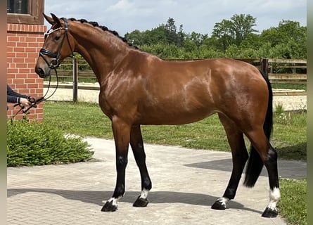 Hannoveraner, Stute, 4 Jahre, 170 cm, Brauner