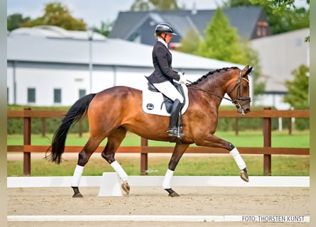 Hannoveraner, Stute, 4 Jahre, 170 cm, Dunkelbrauner