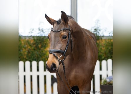 Hannoveraner, Stute, 4 Jahre, 170 cm, Dunkelbrauner