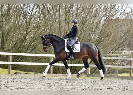 Hannoveraner, Stute, 4 Jahre, 170 cm, Dunkelbrauner