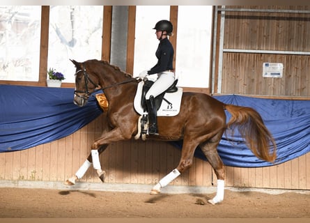 Hannoveraner, Stute, 4 Jahre, 170 cm, Dunkelfuchs