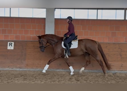 Hannoveraner, Stute, 4 Jahre, 170 cm, Dunkelfuchs