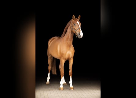 Hannoveraner, Stute, 4 Jahre, 170 cm, Dunkelfuchs