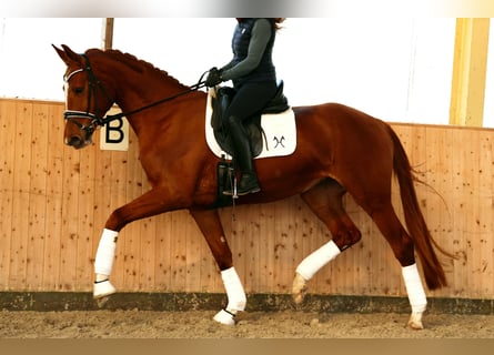 Hannoveraner, Stute, 4 Jahre, 170 cm, Fuchs