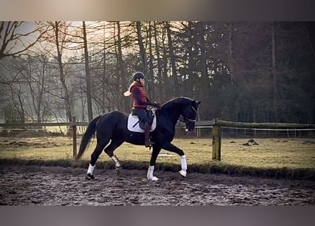 Hannoveraner, Stute, 4 Jahre, 170 cm, Rappe