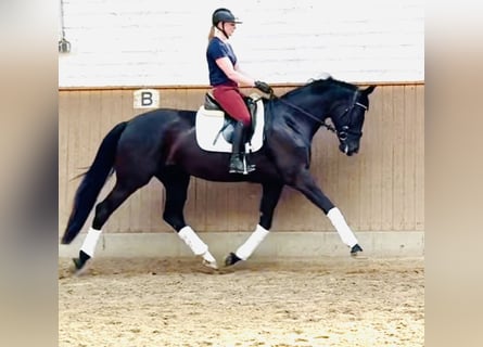Hannoveraner, Stute, 4 Jahre, 170 cm, Rappe