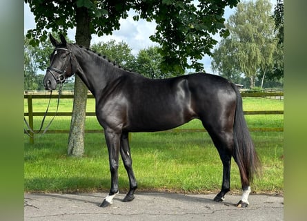 Hannoveraner, Stute, 4 Jahre, 170 cm, Rappe