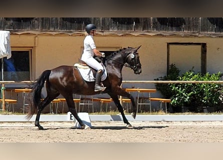 Hannoveraner, Stute, 4 Jahre, 170 cm, Schwarzbrauner