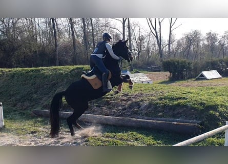 Hannoveraner, Stute, 4 Jahre, 170 cm, Schwarzbrauner