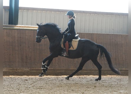 Hannoveraner, Stute, 4 Jahre, 171 cm, Rappe