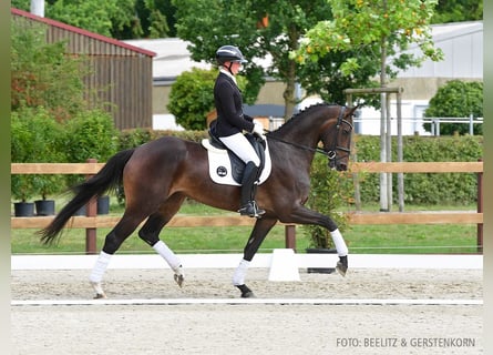 Hannoveraner, Stute, 4 Jahre, 171 cm, Schwarzbrauner