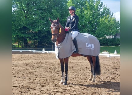Hannoveraner, Stute, 4 Jahre, 172 cm, Brauner