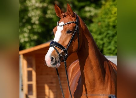 Hannoveraner, Stute, 4 Jahre, 172 cm, Dunkelbrauner
