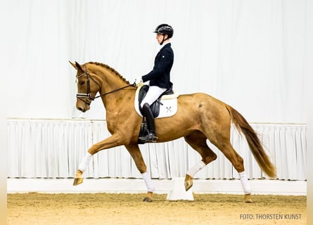 Hannoveraner, Stute, 4 Jahre, 172 cm, Dunkelfuchs