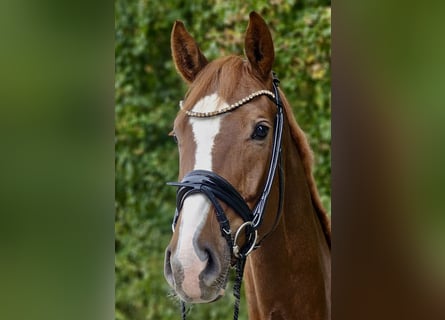 Hannoveraner, Stute, 4 Jahre, 172 cm, Fuchs