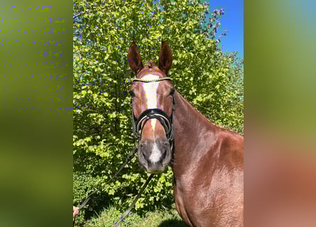 Hannoveraner, Stute, 4 Jahre, 172 cm, Fuchs