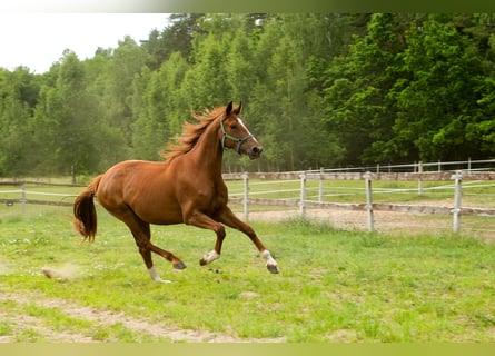 Hannoveraner, Stute, 4 Jahre, 172 cm, Fuchs