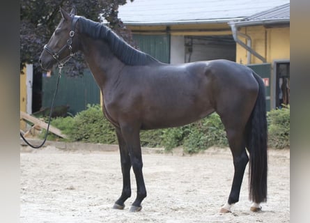Hannoveraner, Stute, 4 Jahre, 172 cm, Rappe