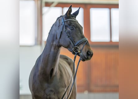 Hannoveraner, Stute, 4 Jahre, 172 cm, Schwarzbrauner