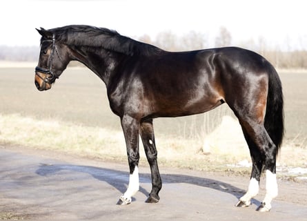 Hannoveraner, Stute, 4 Jahre, 172 cm, Schwarzbrauner