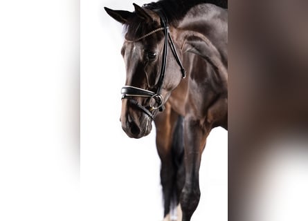 Hannoveraner, Stute, 4 Jahre, 172 cm, Schwarzbrauner