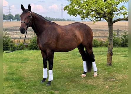 Hannoveraner, Stute, 4 Jahre, 173 cm, Brauner