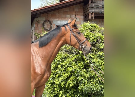 Hannoveraner, Stute, 4 Jahre, 173 cm, Brauner
