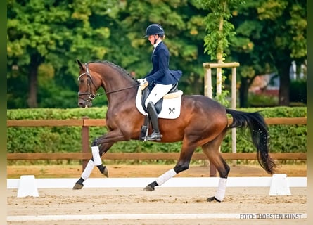 Hannoveraner, Stute, 4 Jahre, 173 cm, Dunkelbrauner