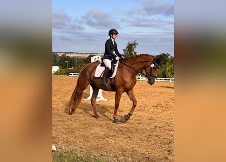 Hannoveraner, Stute, 4 Jahre, 173 cm, Fuchs