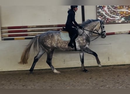 Hannoveraner, Stute, 4 Jahre, 174 cm, Apfelschimmel