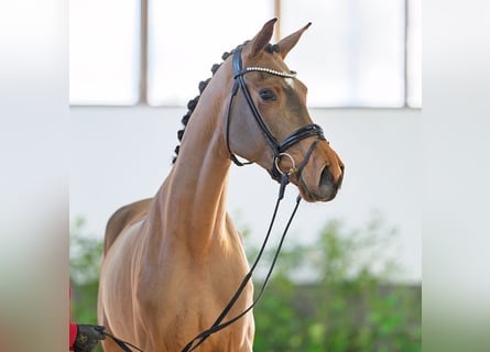 Hannoveraner, Stute, 4 Jahre, 174 cm, Brauner