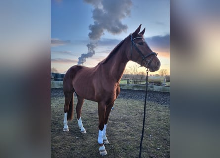 Hannoveraner, Stute, 4 Jahre, 174 cm, Fuchs