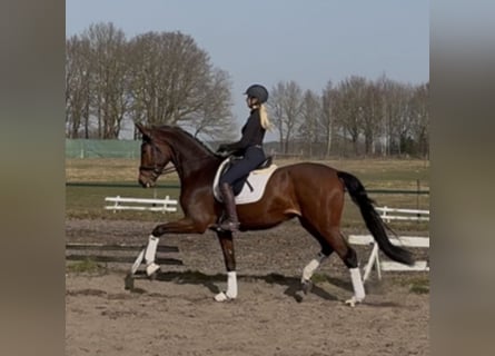 Hannoveraner, Stute, 4 Jahre, 175 cm, Brauner