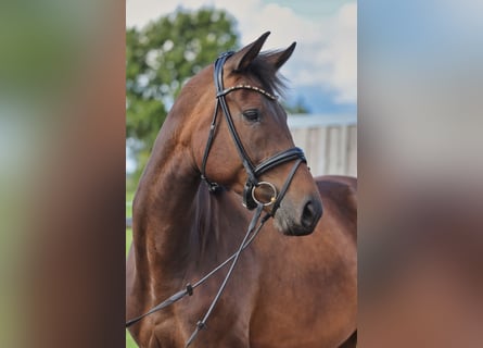 Hannoveraner, Stute, 4 Jahre, 175 cm, Dunkelbrauner