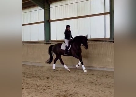 Hannoveraner, Stute, 4 Jahre, 175 cm, Rappe