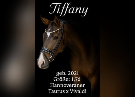Hannoveraner, Stute, 4 Jahre, 176 cm, Brauner