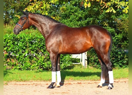 Hannoveraner, Stute, 4 Jahre, 178 cm, Brauner