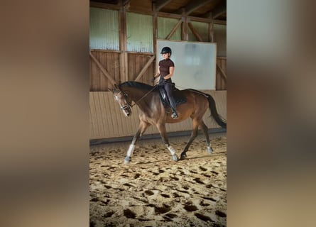 Hannoveraner, Stute, 4 Jahre, 180 cm, Brauner