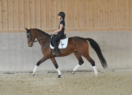 Hannoveraner, Stute, 4 Jahre, Brauner