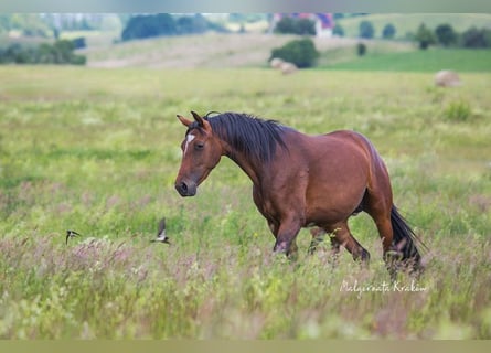 Hannoveraner, Stute, 4 Jahre, Brauner