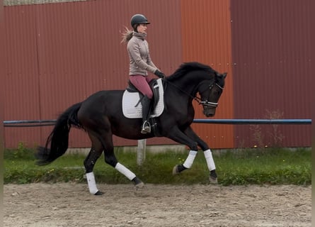 Hannoveraner, Stute, 4 Jahre, Rappe