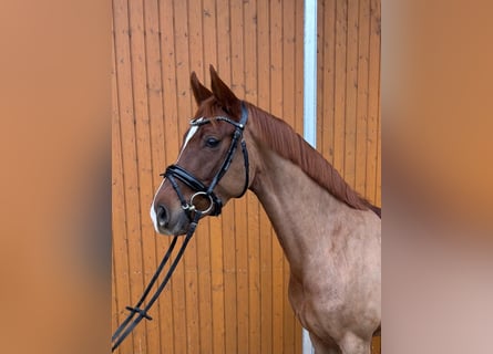 Hannoveraner, Stute, 5 Jahre, 158 cm, Fuchs