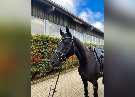 Hannoveraner, Stute, 5 Jahre, 158 cm, Rappe