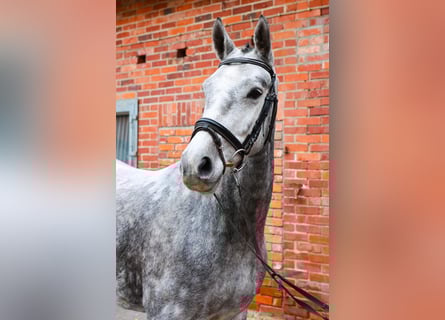 Hannoveraner, Stute, 5 Jahre, 160 cm