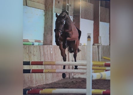 Hannoveraner, Stute, 5 Jahre, 162 cm, Brauner
